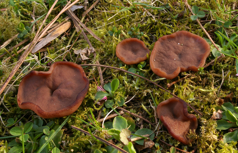 Discina perlata